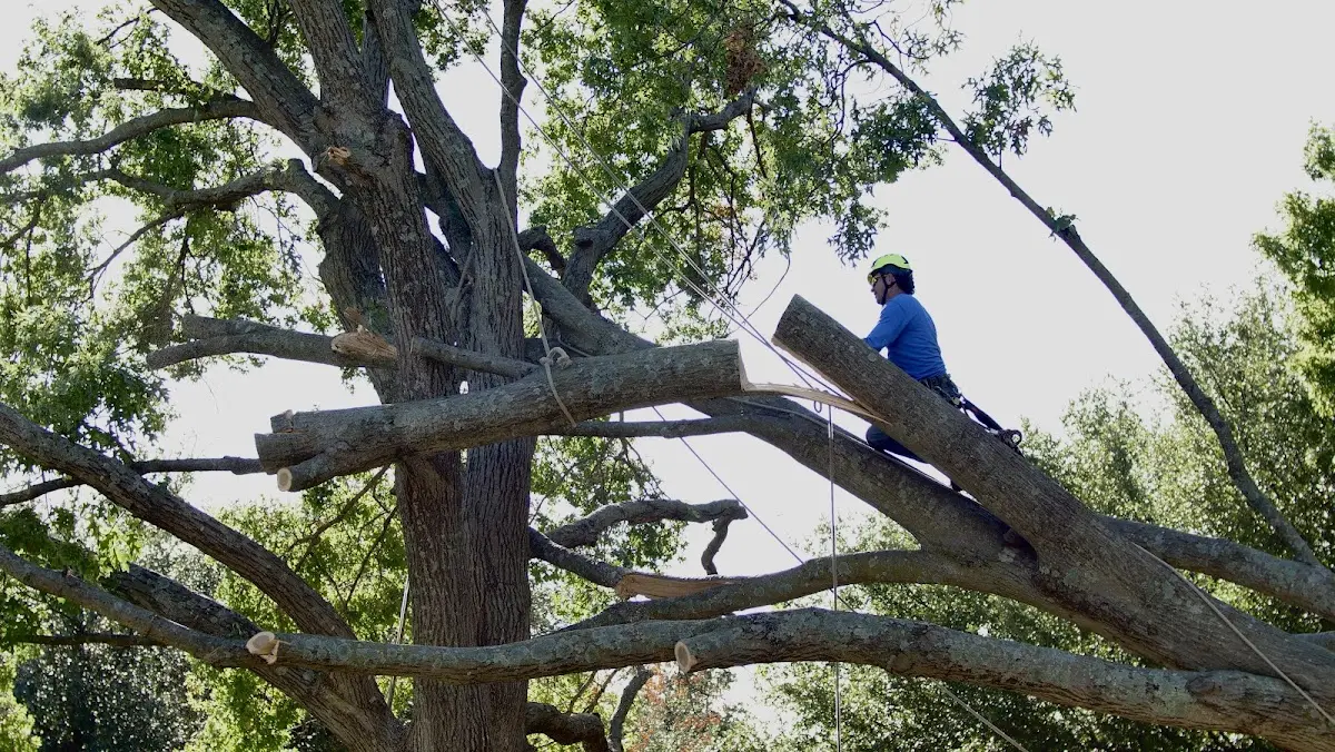 Professional Hazardous Tree Removal performed by certified arborists in Grenada